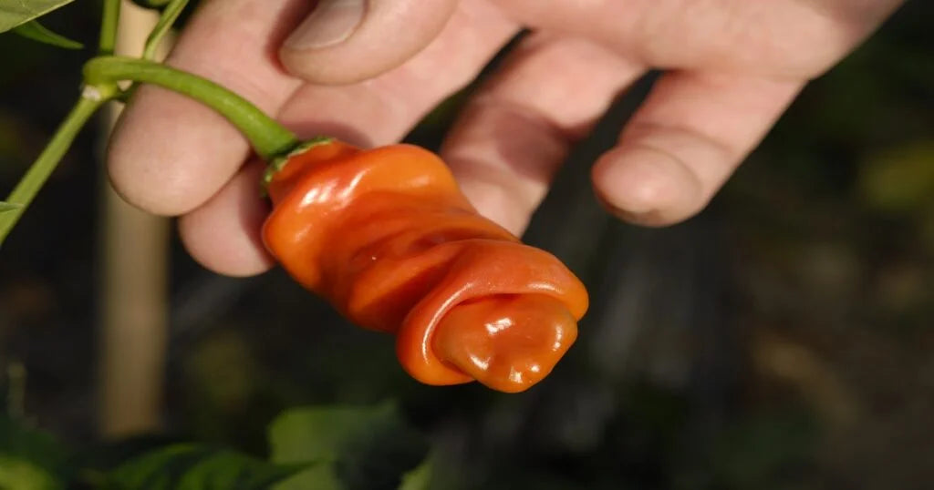 Vibrant penis chili pflanzen with colorful fruits