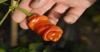 Vibrant penis chili pflanzen with colorful fruits
