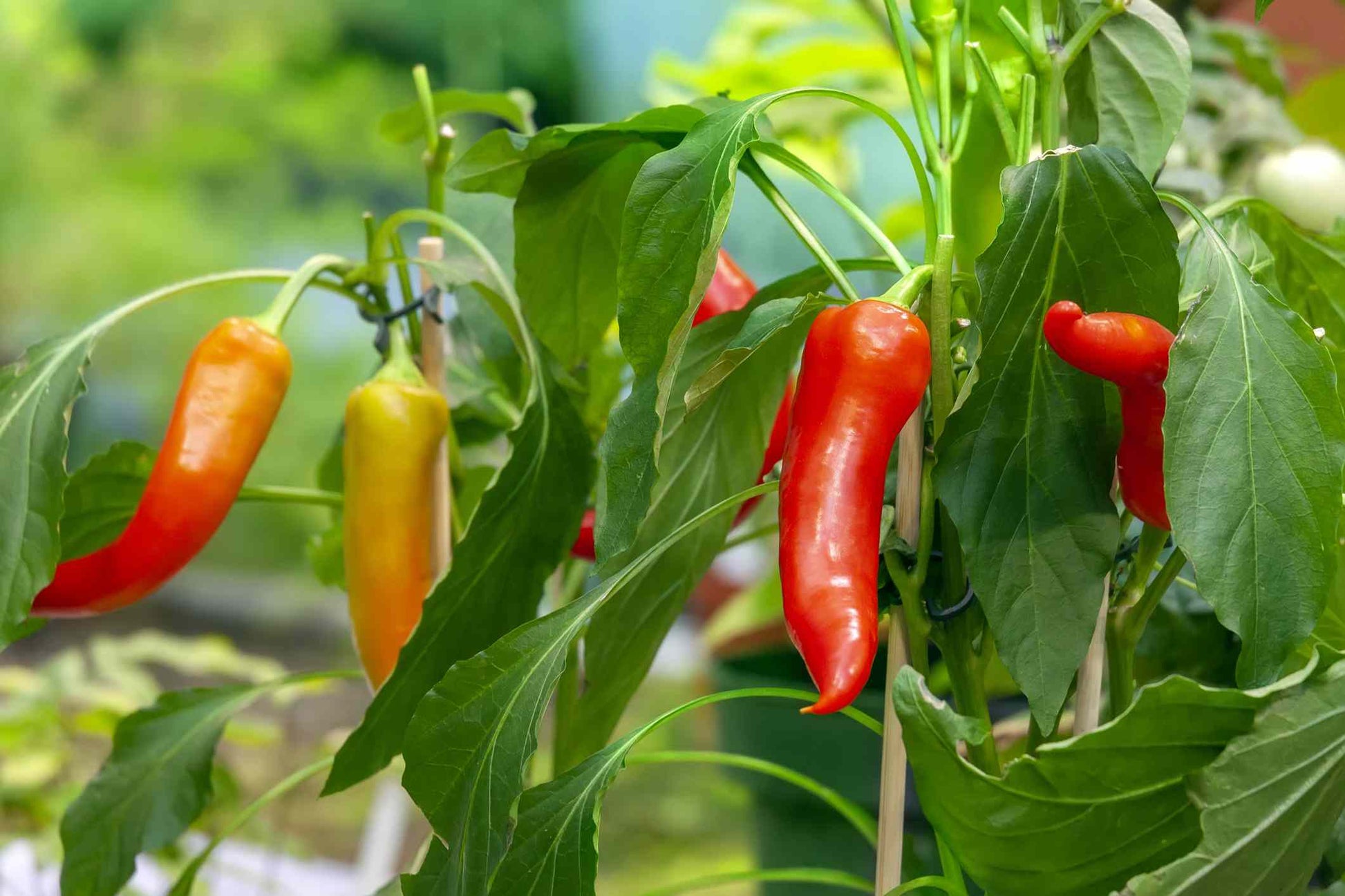 Vibrant pepper fruits on pflanze