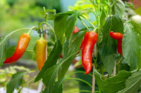 Vibrant pepper fruits on pflanze