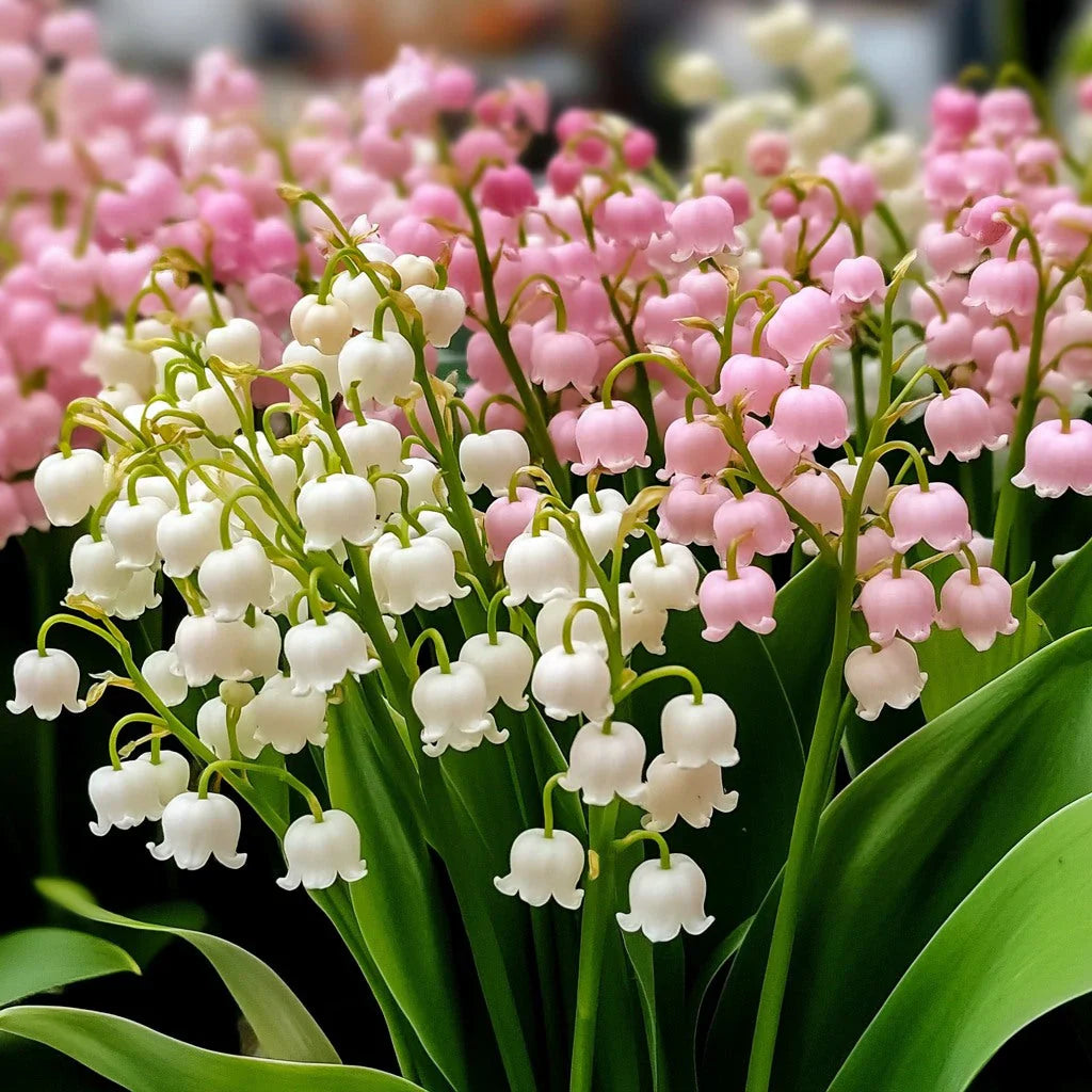 Gemischt Bell Orchidee Blumensamen zur Aussaat – pflegeleicht – Traditionssorte & ohne Gentechnik Samen Hausgarten