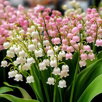 Gemischt Bell Orchidee Blumensamen zur Aussaat – pflegeleicht – Traditionssorte & ohne Gentechnik Samen Hausgarten