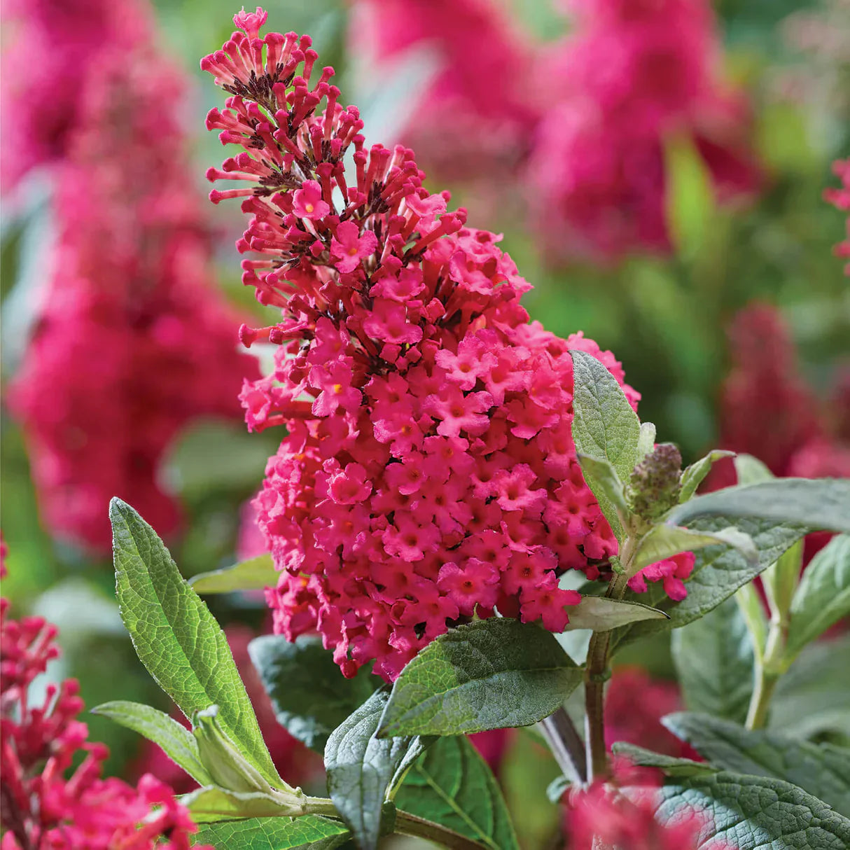 Vibrant rosa buddleia pflanzen in bloom
