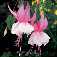 Vibrant rosa fuchsia blume samen for anpflanzung