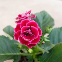 Vibrant rosa gloxinia blume samen for anpflanzung