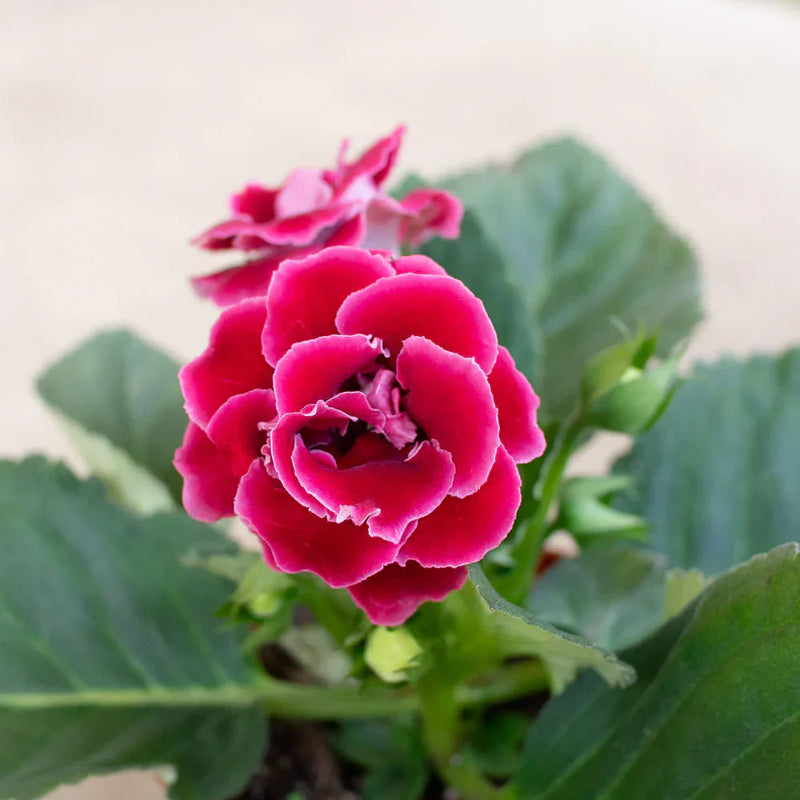 Vibrant rosa gloxinia blume samen for anpflanzung