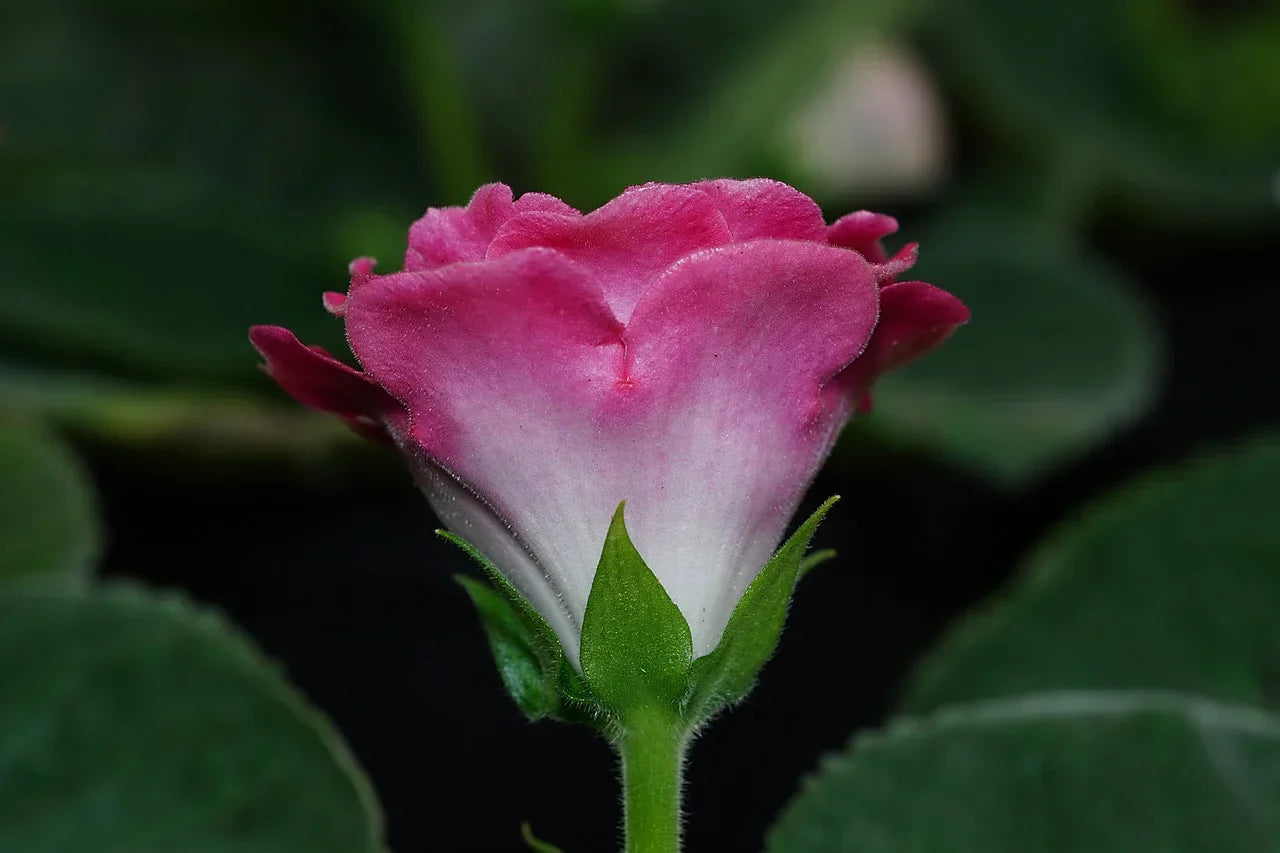 Vibrant rosa gloxinia pflanzen in full bloom