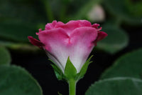 Vibrant rosa gloxinia pflanzen in full bloom