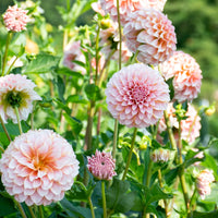 Vibrant rosa and weiß dahlia pflanzen in bloom