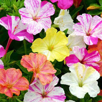 Vibrant rosa & weiß mirabilis pflanzen in full bloom