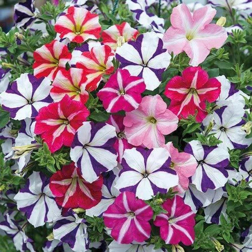 Vibrant rosa and weiß petunia blumen in garten borders