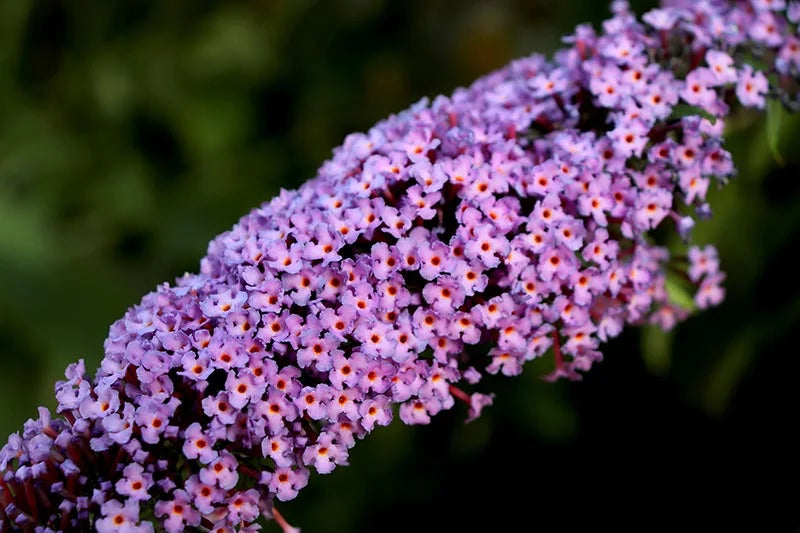 Vibrant lila astilbe pflanzen in full bloom