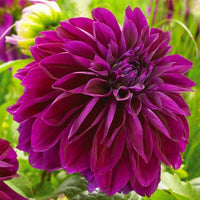 Vibrant lila dahlia blume samen for anpflanzung