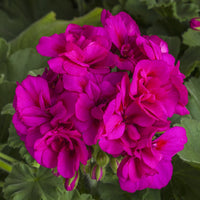 Vibrant lila geranium pelargonium blume samen for garten anpflanzung