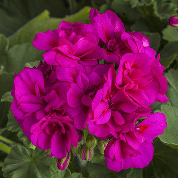 Vibrant lila geranium pelargonium blume samen for garten anpflanzung