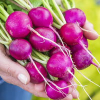 Vibrant lila radish pflanzen in full sun