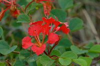 Vibrant rot bauhinia tree pflanzen in full bloom