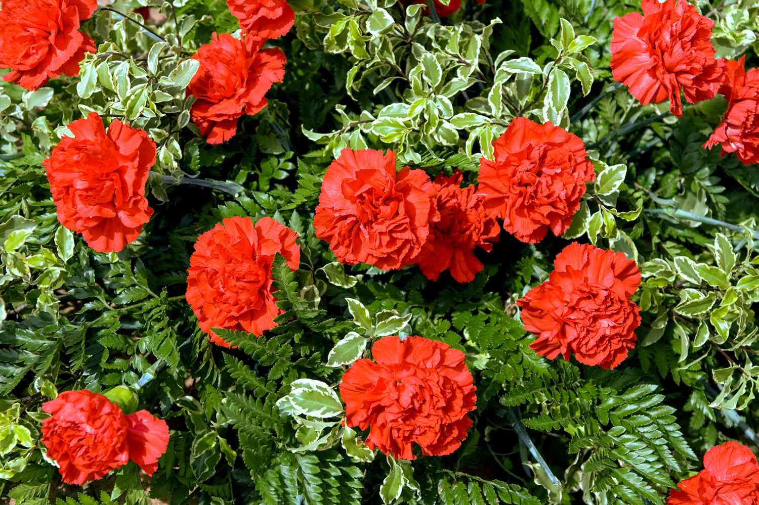 Rot dianthus blumen blooming in a sunny garten