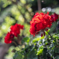 Rot Geranie Blumensamen zur Aussaat hochwertige Qualitäts- Traditionssorte & ohne Gentechnik Samen Hausgarten