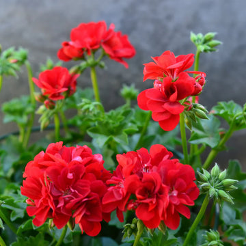 Vibrant rot geranium blume samen for anpflanzung