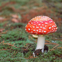 Vibrant red pilze wachsend