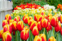 Vibrant rot orange tulip pflanzen in full bloom