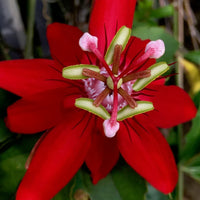 Vibrant rot passion blume samen for garten anpflanzung