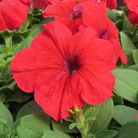 Bright rot petunias blooming in outdoor garten beds