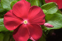 Vibrant rot vinca pflanzen in full bloom
