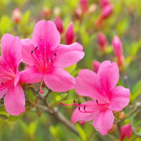 Vibrant rhododendron azalea samen for colorful anpflanzung