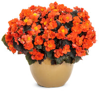Vibrant rieger begonia blooms outdoors