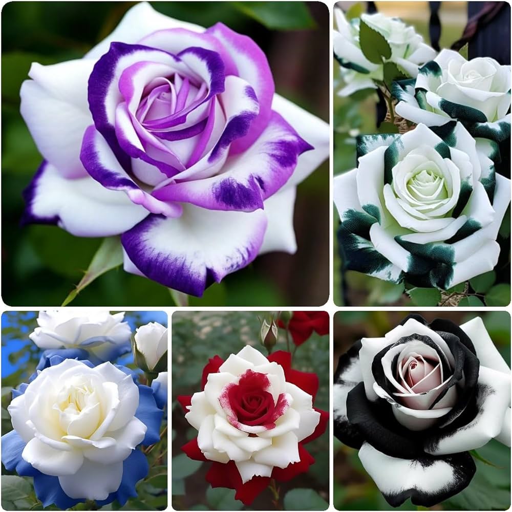 Vibrant weiß and lila roses in full bloom