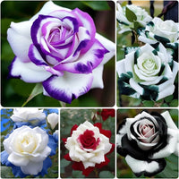 Vibrant weiß and lila roses in full bloom