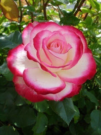 Vibrant ruby rose pflanzen in full bloom