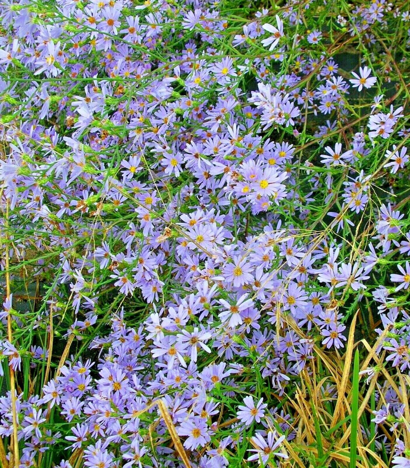 Vibrant sky blau aster pflanzen in bloom