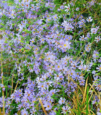 Vibrant sky blau aster pflanzen in bloom