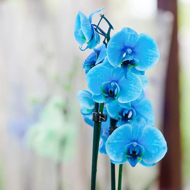 Vibrant sky blau orchid pflanzen in full bloom