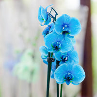 Vibrant sky blau orchid pflanzen in full bloom