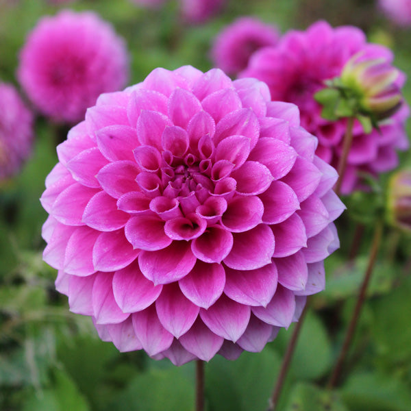 Vibrant soft rosa dahlia pflanzen in full bloom