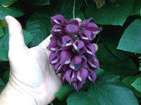 Vibrant strongylodon macrobotrys lila pflanzen in full bloom