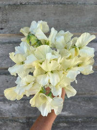 Vibrant sweet pea light gelb pflanzen in full bloom
