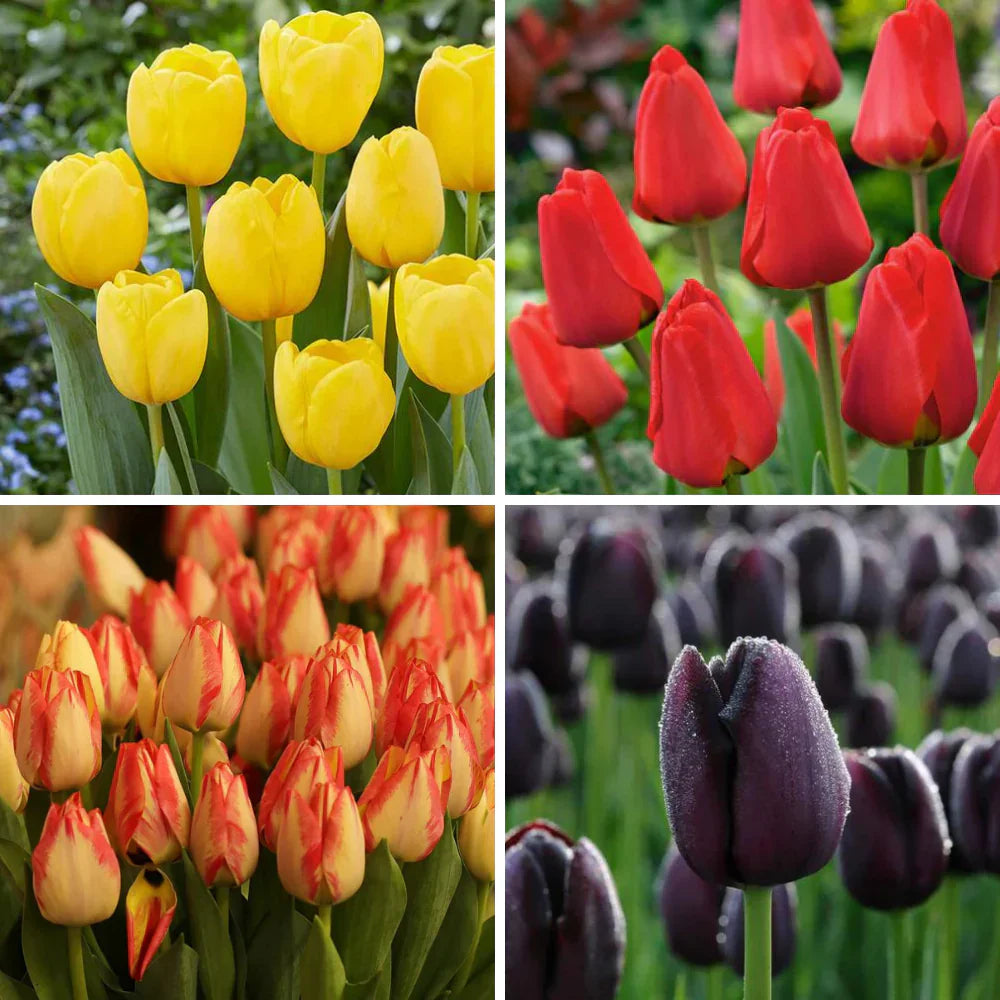 Vibrant rosa and gelb tulips blooming in spring