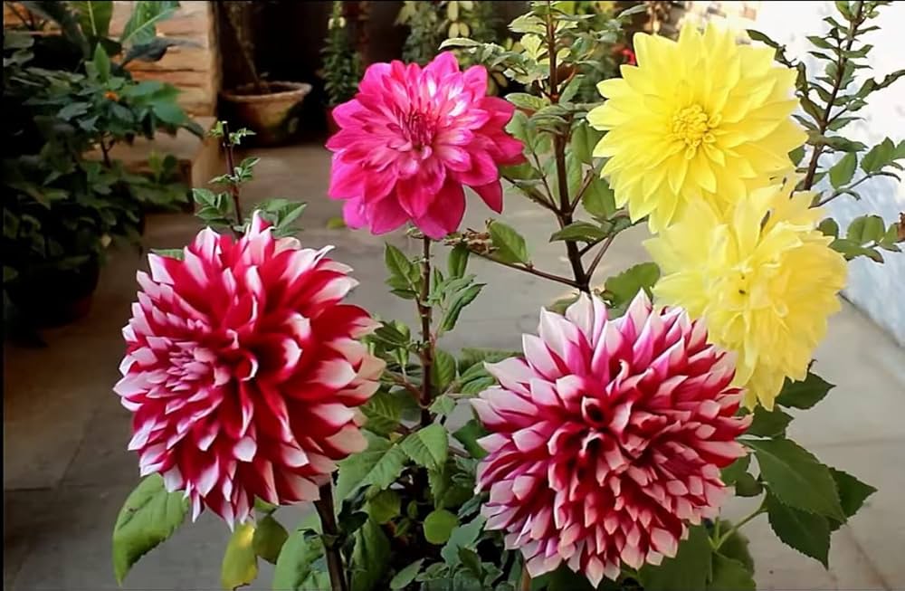Vibrant two-color dahlia blumen in full bloom