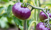 Vibrant violette tomato pflanzen thriving in garten beds