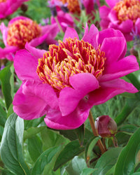 Vibrant rosa and gelb walter mains blooms for garten display