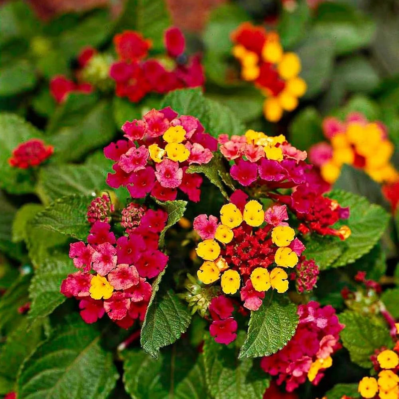 Vibrant wandelrose blooming samen for gardens