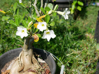 Vibrant weiß adenium obesum pflanzen in full bloom
