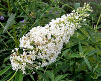 Vibrant weiß buddleia pflanzen in full bloom