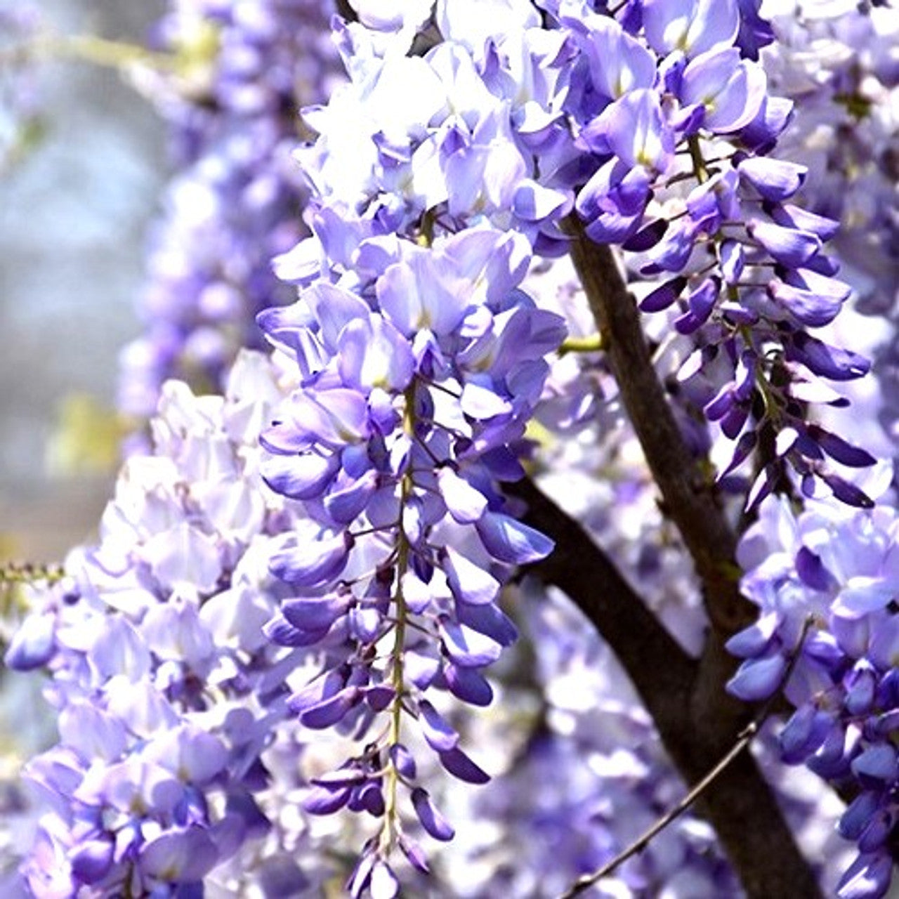 Vibrant wisteria climbing pflanzen in full bloom