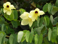 Vibrant gelb bauhinia pflanzen in full bloom